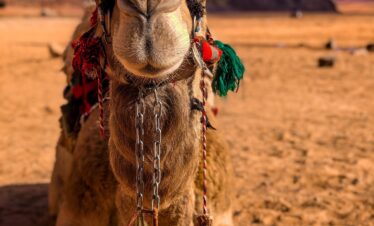 SCOPERTA TRA LE GOLE E IL DESERTO DI MERZOUGA
